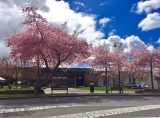 gallery/cherry blossom greerton